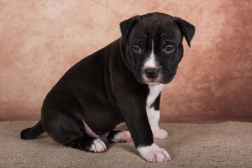 Black and white American Staffordshire Terrier dog or AmStaff puppy on brown background