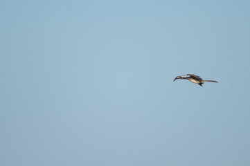 African grey hornbill Tockus nasutus. Male landing. Natural Reserve of Popenguine. Thies. Senegal.