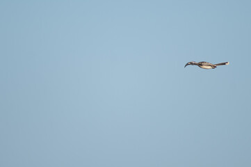 African grey hornbill Tockus nasutus. Male landing. Natural Reserve of Popenguine. Thies. Senegal.