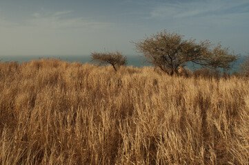 Savannah landscape in the Natural Reserve of Popenguine. Thies. Senegal.
