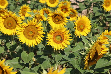 Sunflower, Blooming field of sunflowers in summer.