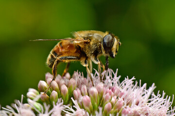 Common drone fly // Mistbiene (Eristalis tenax)