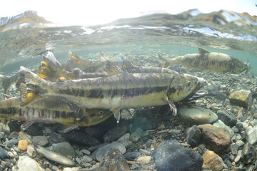 産卵の為に川を遡上する鮭の群れ