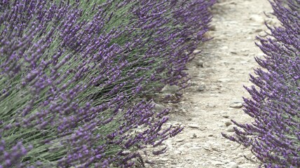 LAVENDER FIELD Valensole 南仏ラベンダー畑