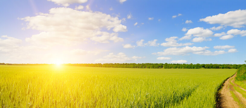 Green wheat field and bright sun over the horizon. Wide photo.