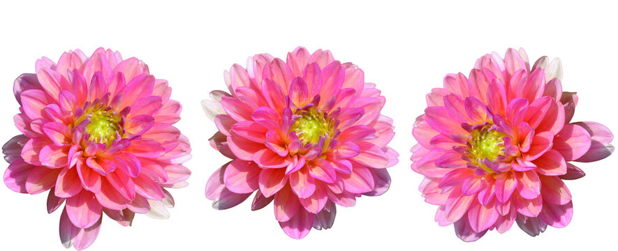 Dahlia flowers isolated on white . Wide photo. Collage.
