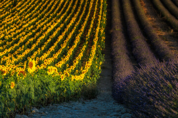 The sunflower with lavender fields on Provence region 
