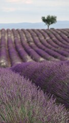 LAVENDER FIELD Valensole 南仏ラベンダー畑