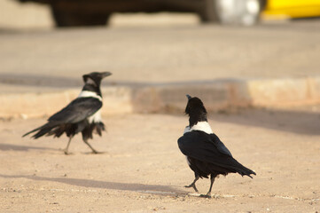 Pair of pied crows Corvus albus. Dakar. Senegal.