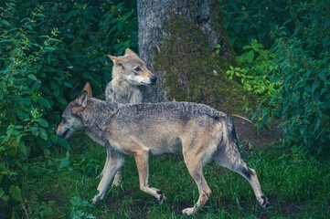 Wölfe im Wald