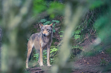 Wölfe im Wald