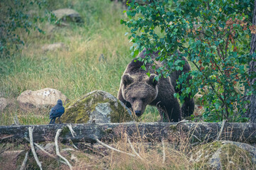 Braunbär auf der Wiese
