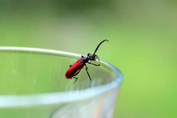赤い羽根のカミキリムシと緑の背景ボケ