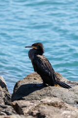 Great cormorant on a rock in the sea