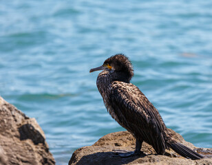 Great cormorant on a rock in the sea