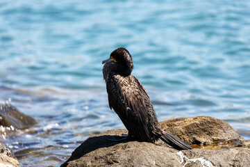 Great cormorant on a rock in the sea