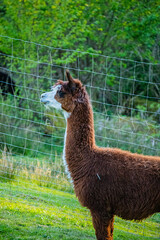 llama in the grass © Martina