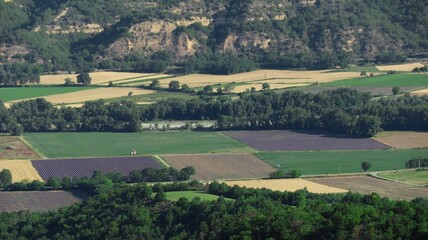 LAVENDER FIELD Valensole 南仏ラベンダー畑