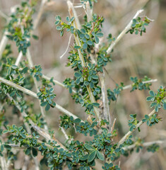 Adenocarpus complicatus, a flowering plant in the family Fabaceae. It inhabits the Mediterranean Region and south-western Europe. 