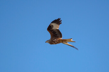 Fototapeta na wymiar Red kite, Milvus milvus, in flight. This kite is endemic to the Western Palearctic region in Europe and northwest Africa. Photo taken in Colmenar Viejo, province of Madrid, Spain