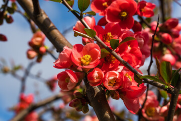 Chaenomeles, close-up of Japanese quince flowers, pink buds of flowering plants in the Rosaceae family. Chaenomeles speciosa, shrub, tree, grows in temperate latitudes. Antioxidant, source of pectin