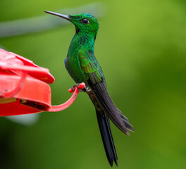 colibrí comiendo nectar  © Juanmiguel