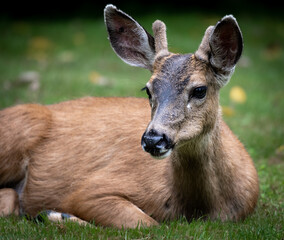 Young buck resting on green grass with new antlers