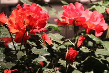 Fototapeta na wymiar red flowers
