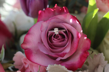 pink rose close up with engagement ring
