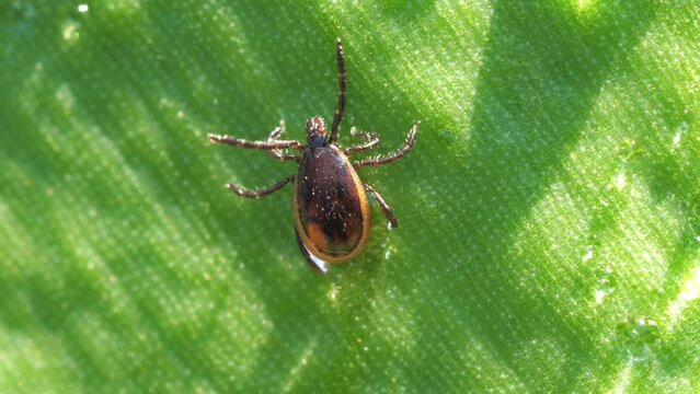 Ixodid tick crawls on a green leaf or blade of grass. Dangerous encephalitis parasite tick in the wild