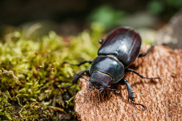 Stag beetle (Lucanus cervus). Female insect in nature