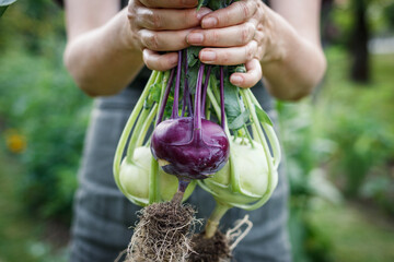 Kohlrabi in female hand. Woman harvesting ripe organic green and purple kohlrabi in vegetable garden - obrazy, fototapety, plakaty