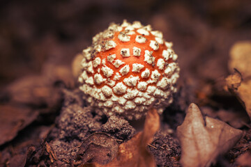Amanita mushroom in the autumn forest among fallen leaves