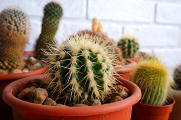 Small house cacti. Cacti in pots close-up