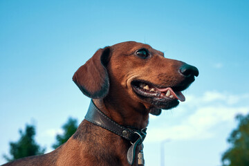 Portrait of a dog against the blue sky. Head of a red dachshund close-up