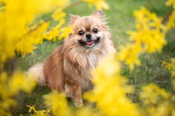 Portret psa rasy chihuahua w kwiatach forsycji 