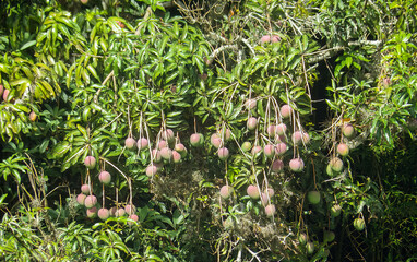Unique Miyazaki mangoes on a tree