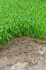 closeup the bunch green ripe paddy plant soil heap and growing in the farm with water drops soft focus natural green brown background.
