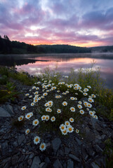 Wild daises along the shore of Spruce Knob Lake during a vibrant summer sunrise.