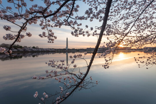 Sunrise from the illuminating the Tidal Basin and the famous cherry tree blossoms in Washington DC.