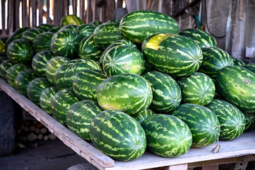 Freshly picked watermelons in the field. Bunch of raw watermelons.