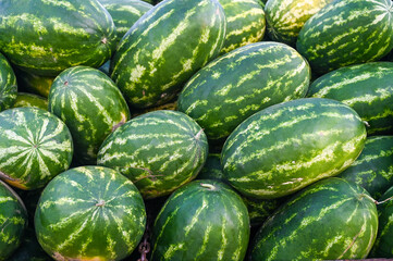 Freshly picked watermelons in the field. Bunch of raw watermelons.