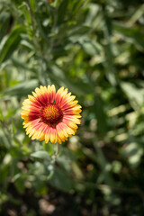 red yellow flower in the garden