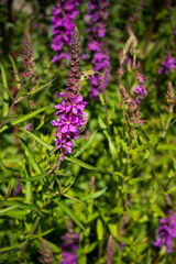 Obraz premium flowers in the garden
