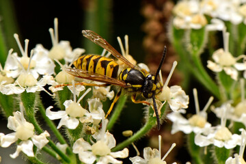 Deutsche Wespe // German wasp (Vespula germanica)