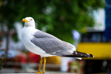 close up of a seagull with bokeh