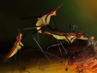 close-up of flies mating on leaf