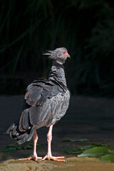 Vertical of a Southern Screamer, Chauna torquata