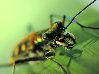 close-up of beetle on plant