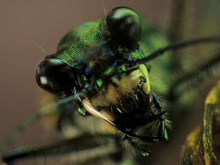 close-up of beetle on plant